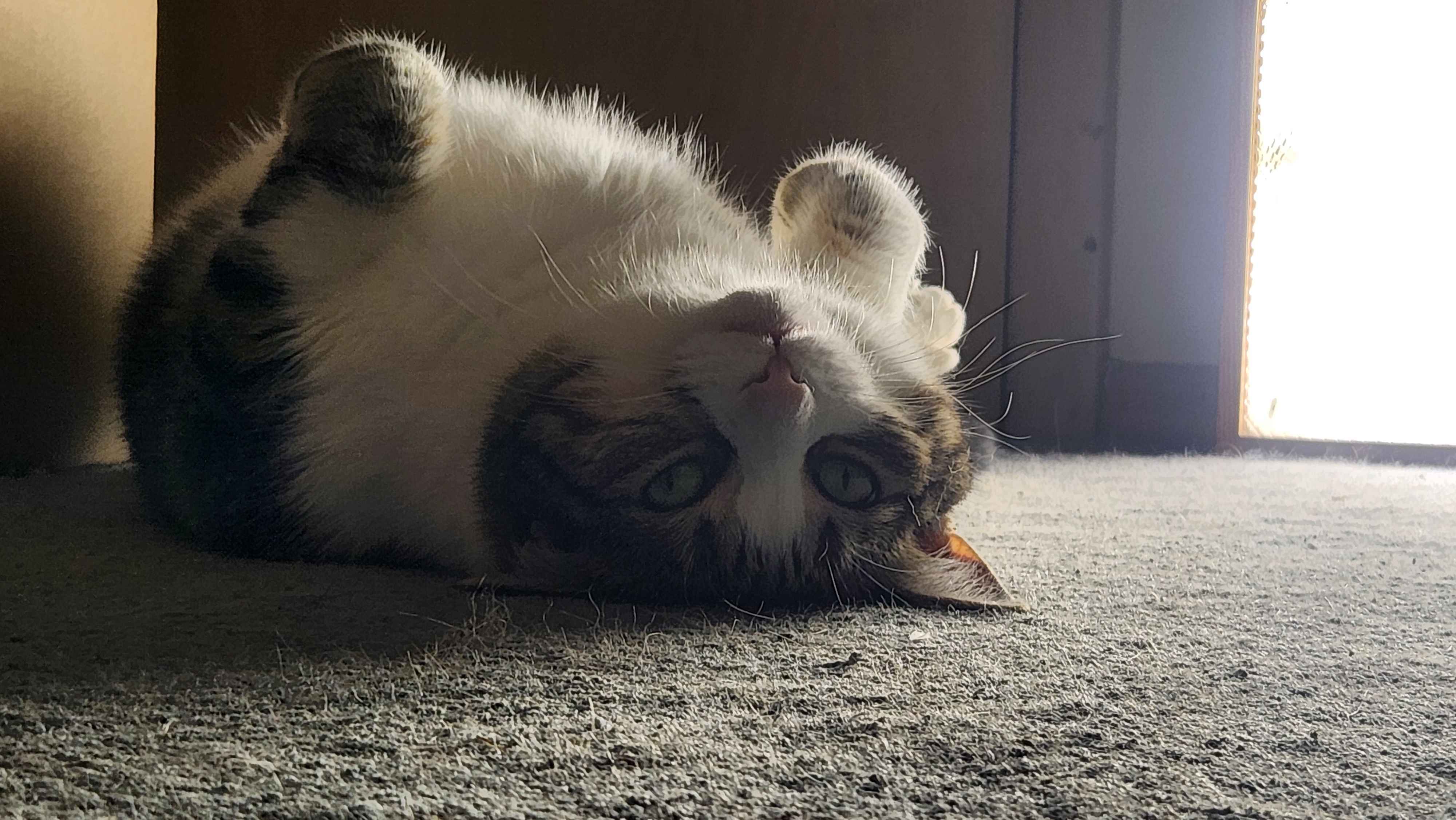 my cat laying upside down